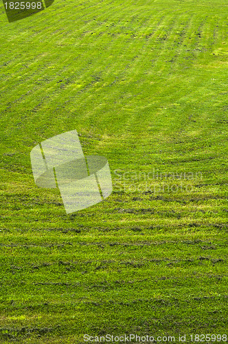 Image of mown lawn