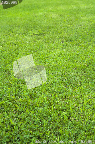 Image of mown lawn