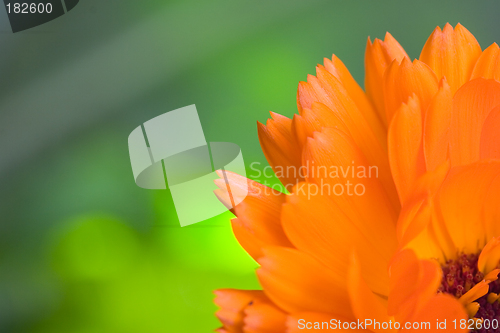 Image of Orange flower(Calendula) macro