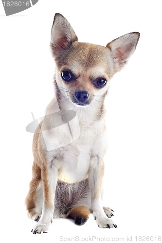 Image of puppy chihuahua