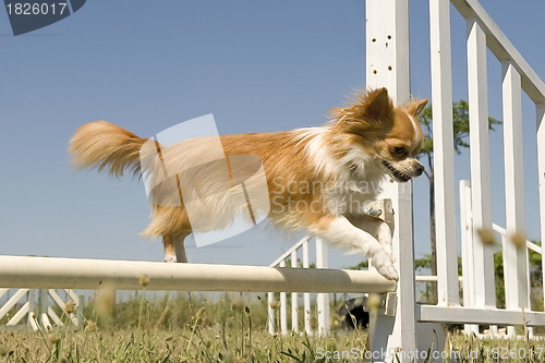 Image of jumping chihuahua