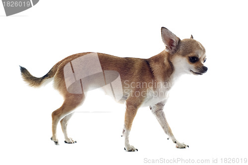 Image of walking chihuahua