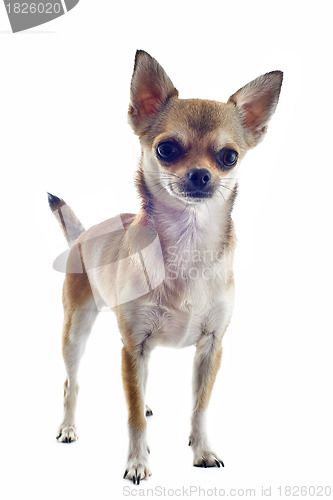 Image of short hair chihuahua