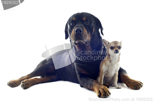 Image of rottweiler and puppy chihuahua