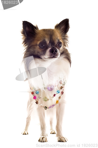 Image of chihuahua with pearl collar