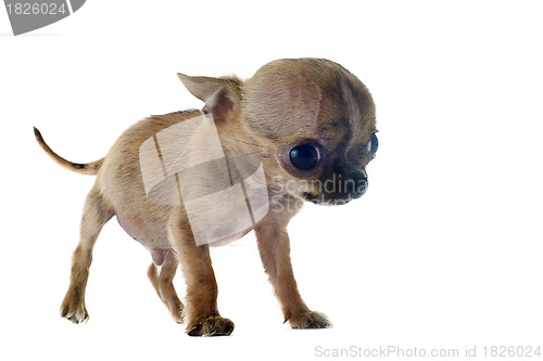 Image of puppy chihuahua