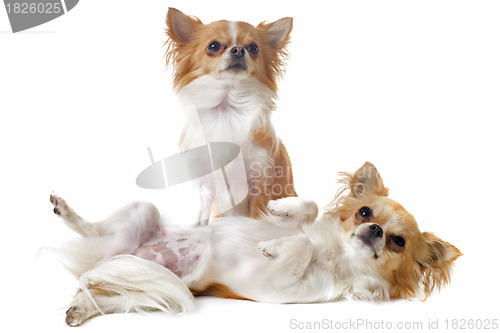 Image of two chihuahuas