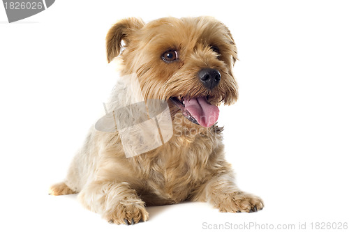 Image of yorkshire terrier sheared