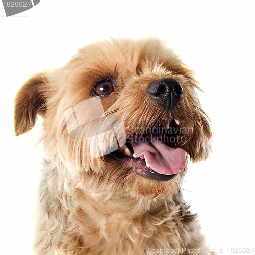 Image of yorkshire terrier