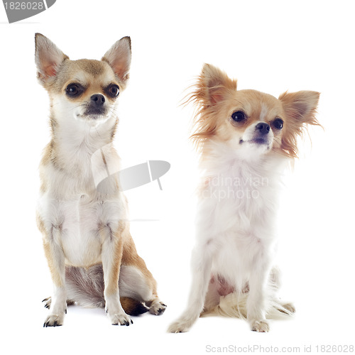 Image of two chihuahuas