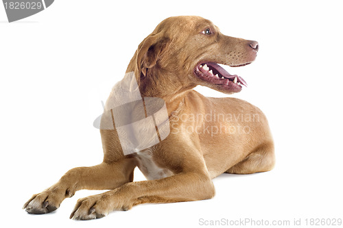 Image of vizsla