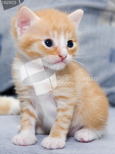 Image of Small kitten