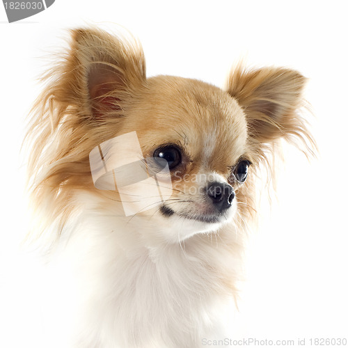 Image of portrait of chihuahua