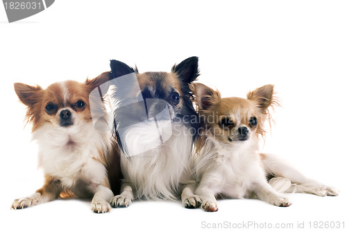 Image of three chihuahuas