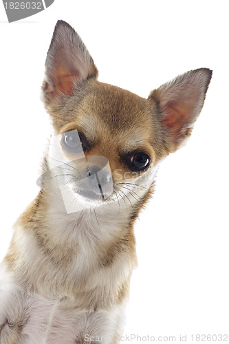 Image of head of chihuahua