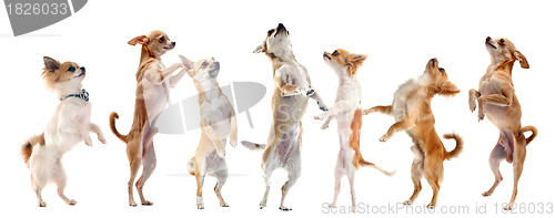 Image of chihuahuas upright