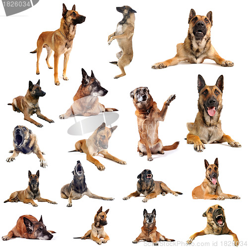 Image of malinois