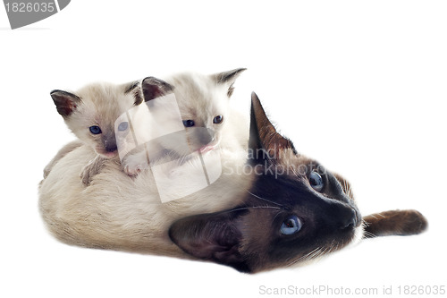 Image of Siamese kitten and mother