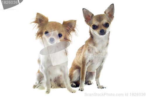 Image of two chihuahuas