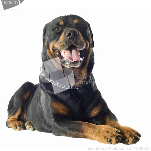 Image of rottweiler