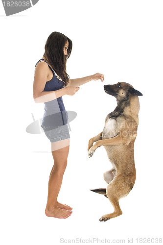 Image of malinois