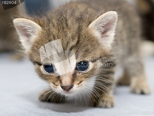 Image of Small kitten