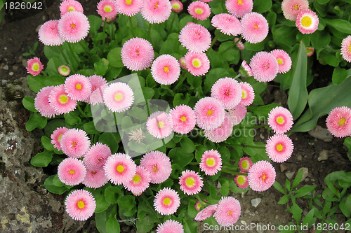 Image of Flowers