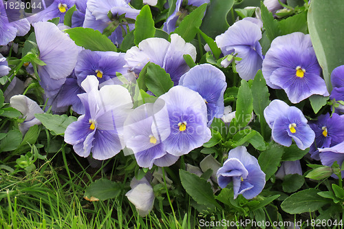 Image of Flowers