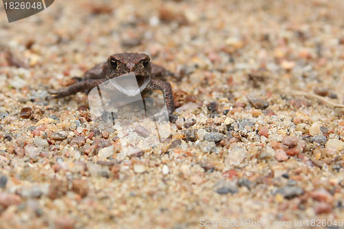 Image of small frog on sand