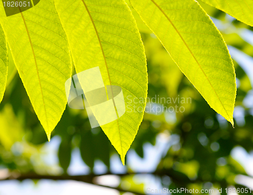 Image of Close up of a green fresh leaves