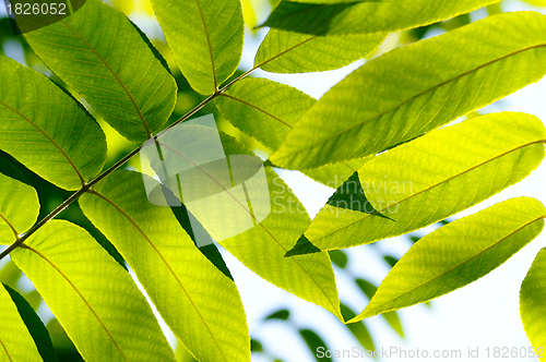 Image of Close up of a green fresh leaves