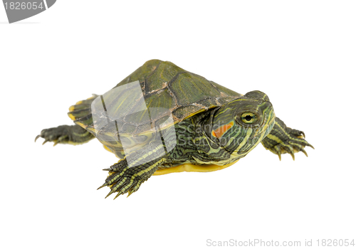 Image of small water turtle
