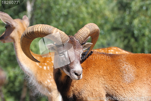 Image of mouflon ram in summer