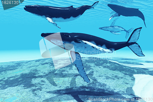 Image of Whale Pod