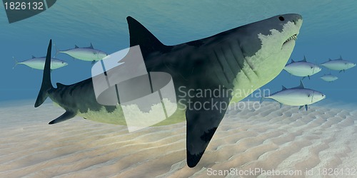 Image of Great White Shark