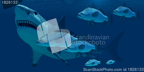 Image of Megalodon Shark