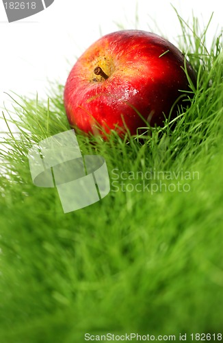 Image of Apple in Grass