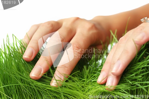 Image of Parting the Grass