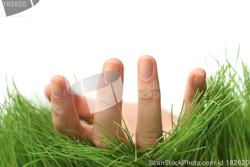 Image of Hand in Grass