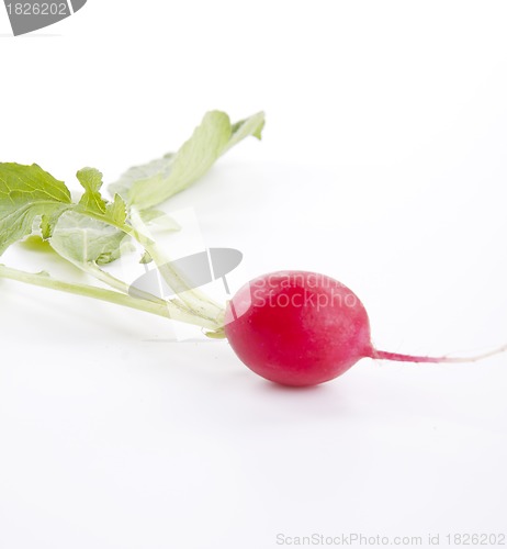 Image of fresh red radish isolated on white background