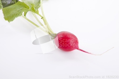 Image of fresh red radish isolated on white background