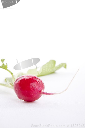 Image of fresh red radish isolated on white background