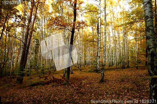 Image of autumn forest 