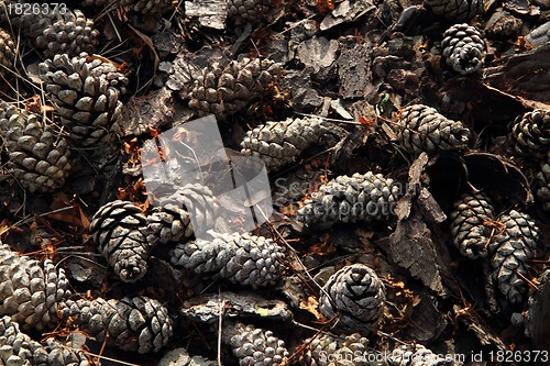 Image of old pine cones background