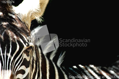 Image of detail of zebra