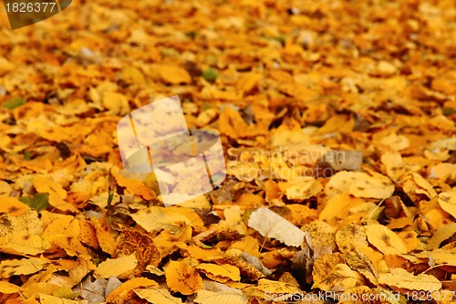 Image of autumnal leaves