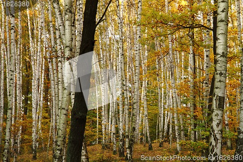 Image of autumn forest 