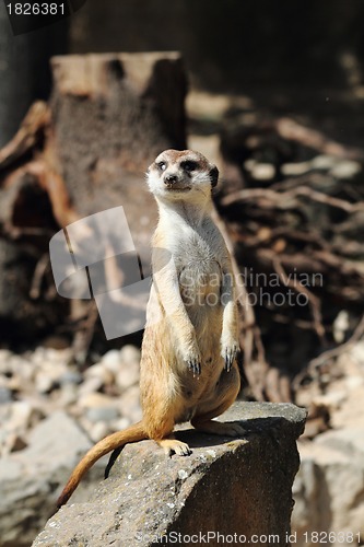 Image of suricata