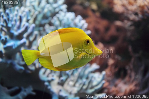 Image of exotic fish
