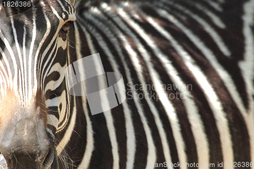 Image of detail of zebra
